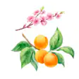 Абрикос изображение