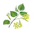 Липа изображение