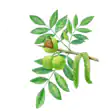 Орех грецкий изображение